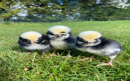 Mixed Breed birds for sale: Point of lay Hens & Pullets – VARIOUS BREEDS 🦚  - Image 32