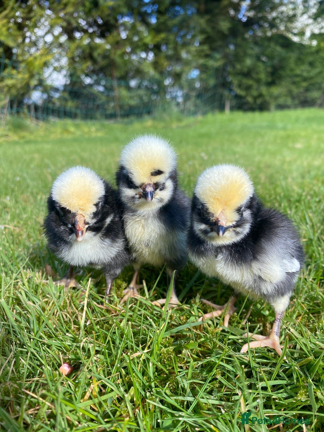 Mixed Breed birds for sale: Point of lay Hens & Pullets – VARIOUS BREEDS 🦚  - Image 32