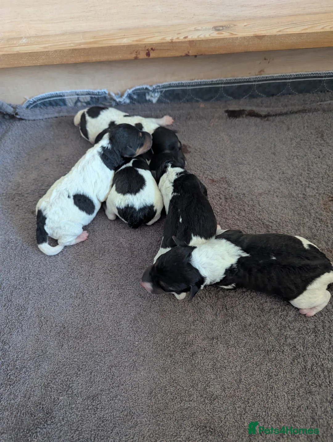 Fox Terrier dogs for stud: Fox terrier for stud - Advert 5