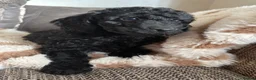 Cockapoo dogs for sale: The most incredible F1b Cockapoo’s  - Advert 2
