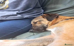 Mixed Breed dogs for adoption: Levi - Norwich Norfolk  - Image 29