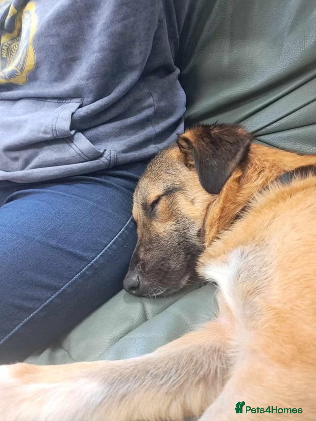 Mixed Breed dogs for adoption: Levi - Norwich Norfolk  - Image 29