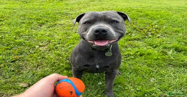 Staffordshire Bull Terrier dogs - Advert 16