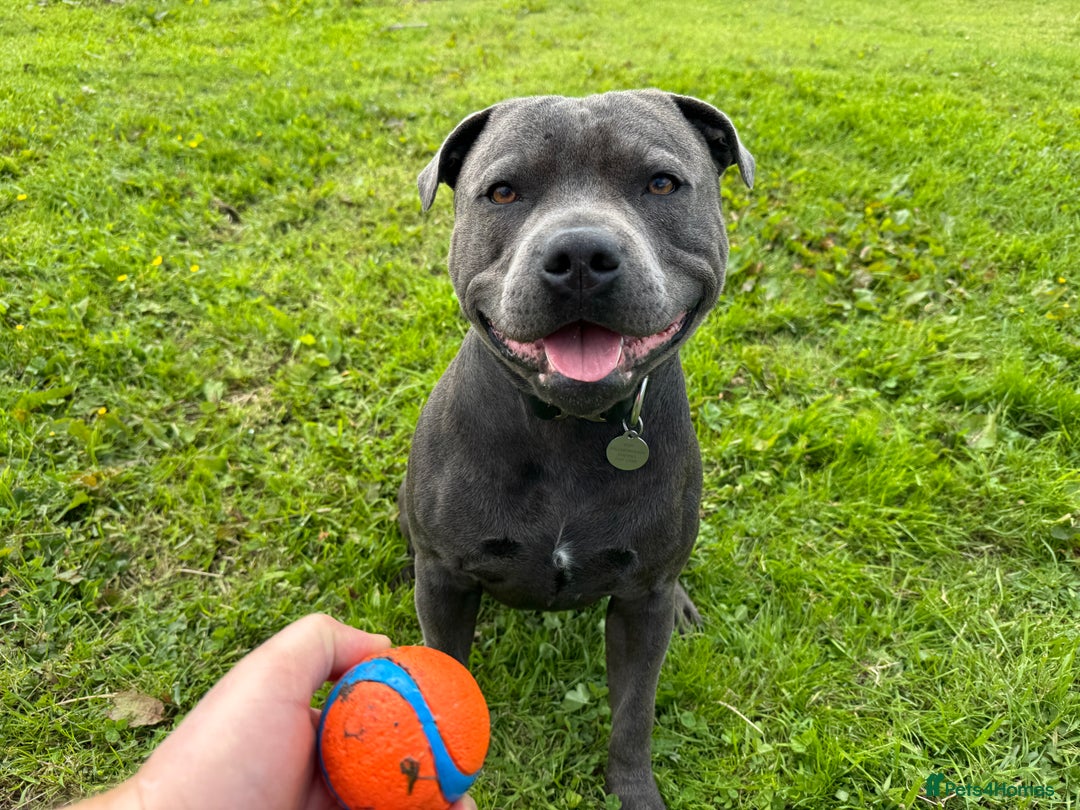 Staffordshire Bull Terrier dogs for stud: KC Reg Staffy Adorable Stud - Image 3