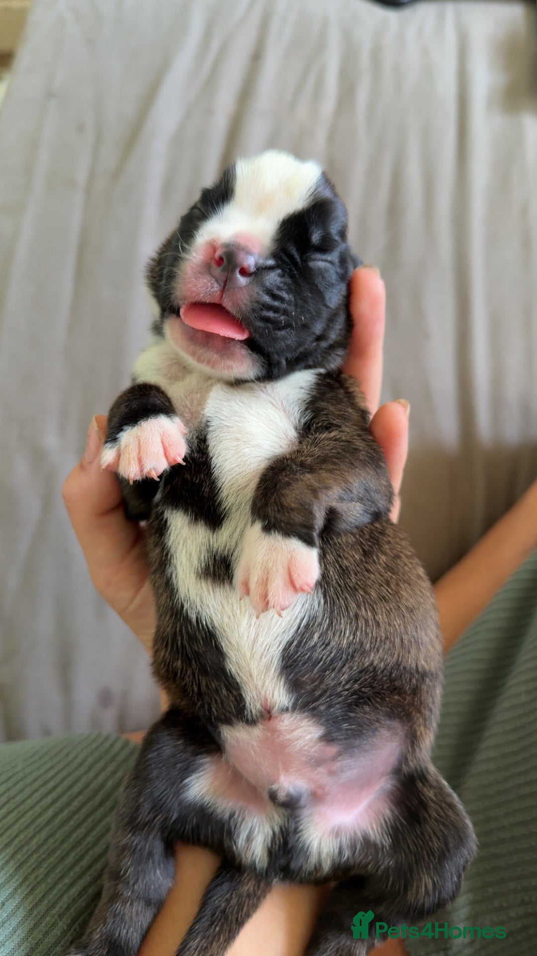 Boxer dogs for sale: Outstanding Boxer puppies (health tested parents) - Image 3