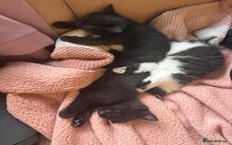 Mixed Breed cats for sale: Adorable kittens ready to go - Image 3