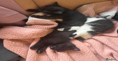 Mixed Breed cats - Advert 4