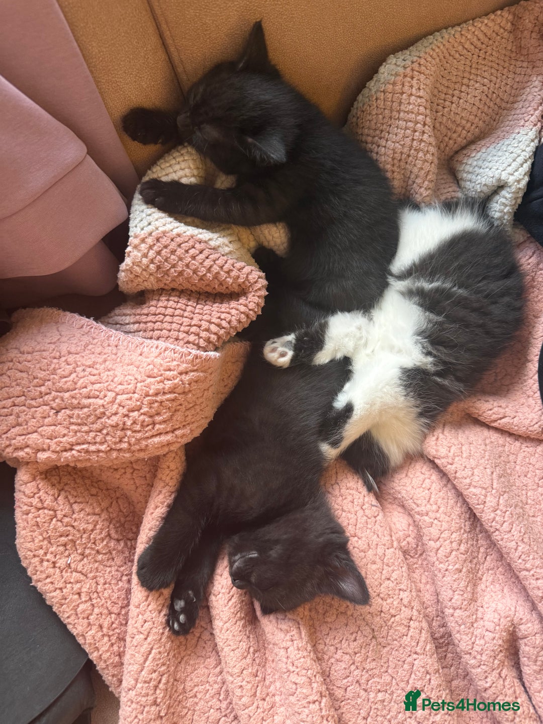 Mixed Breed cats for sale: Adorable kittens ready to go - Image 3