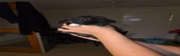 Mini Lop rabbits for sale: Beautiful Mini lops - Advert 2