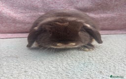 Mini Lop rabbits for sale: Pure bred mini lops - ready to leave  - Image 11