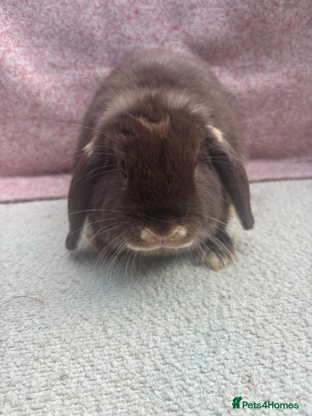 Mini Lop rabbits for sale: Pure bred mini lops - ready to leave  - Image 11