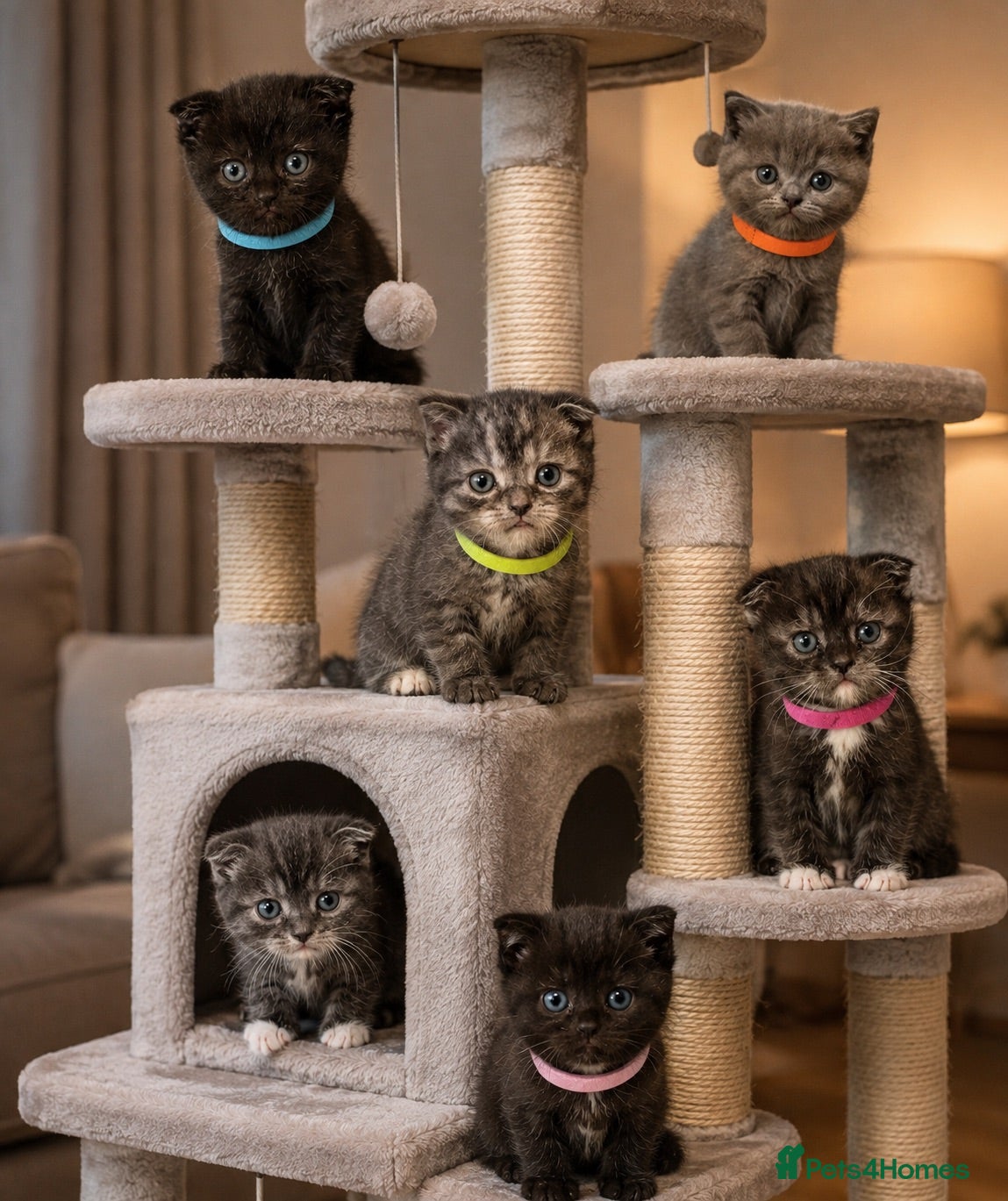 Mixed Breed cats RARE BRITISH Shorthair&ScottishFold Kittens - Advert 16