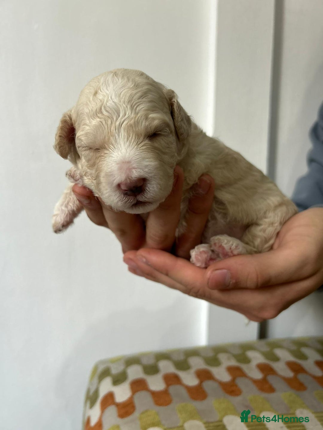 Cavapoochon dogs for sale: Merle Cavapoochon - (COCO) Last girl available  - Image 2