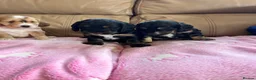 Cockapoo dogs for sale: F1 cockapoos boys available  - Advert 18