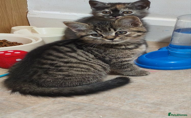 British Shorthair cats - Advert 5