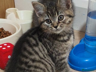 British Shorthair cats - Advert 2