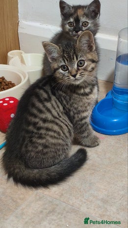 British Shorthair cats - Advert 5