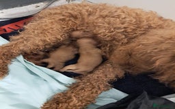 Cockapoo dogs for sale: 2 beautiful toy cockapoos  - Image 5