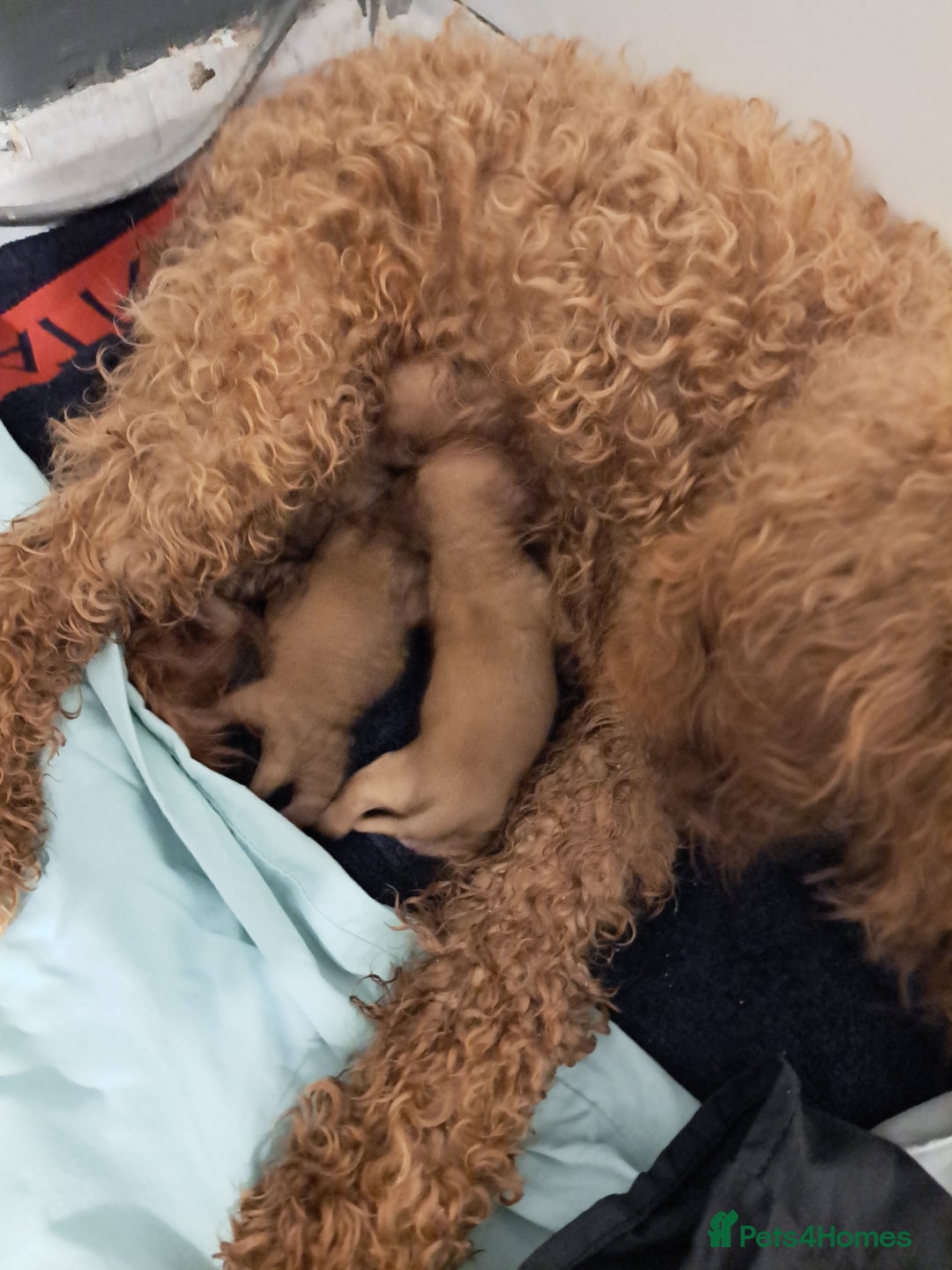 Cockapoo dogs for sale: 2 beautiful toy cockapoos  - Image 5