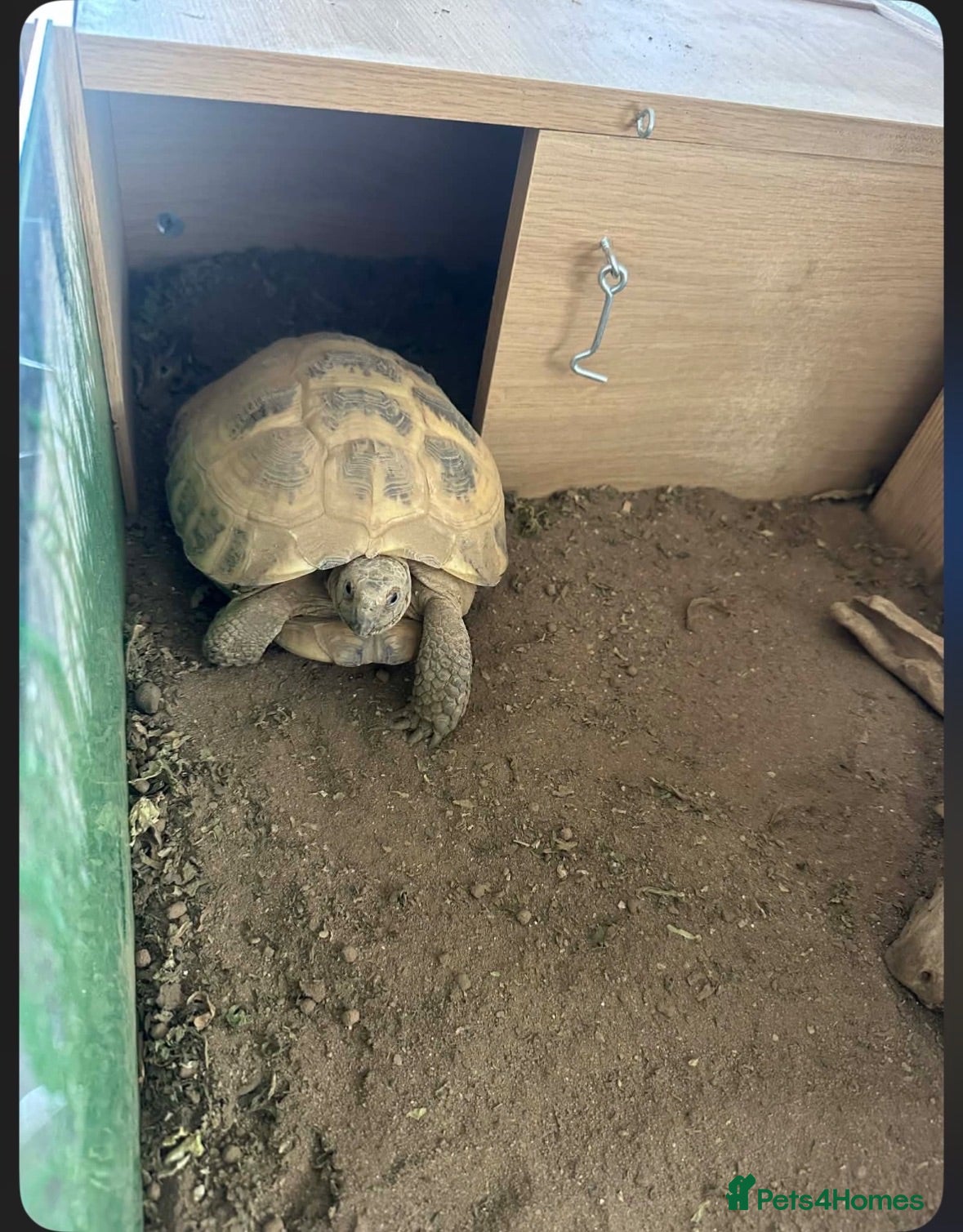 Tortoise reptiles Horsefield tortoise - Advert 1