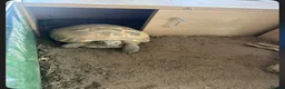 Tortoise reptiles for sale: Horsefield tortoise in Stoke-on-Trent - Advert 1