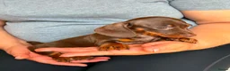 Miniature Dachshund dogs for sale: Miniature dachshund puppies - Advert 16