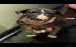 Bull Terrier dogs for sale: 💥 ENGLISH BULL TERRIERS   💥 - Image 19