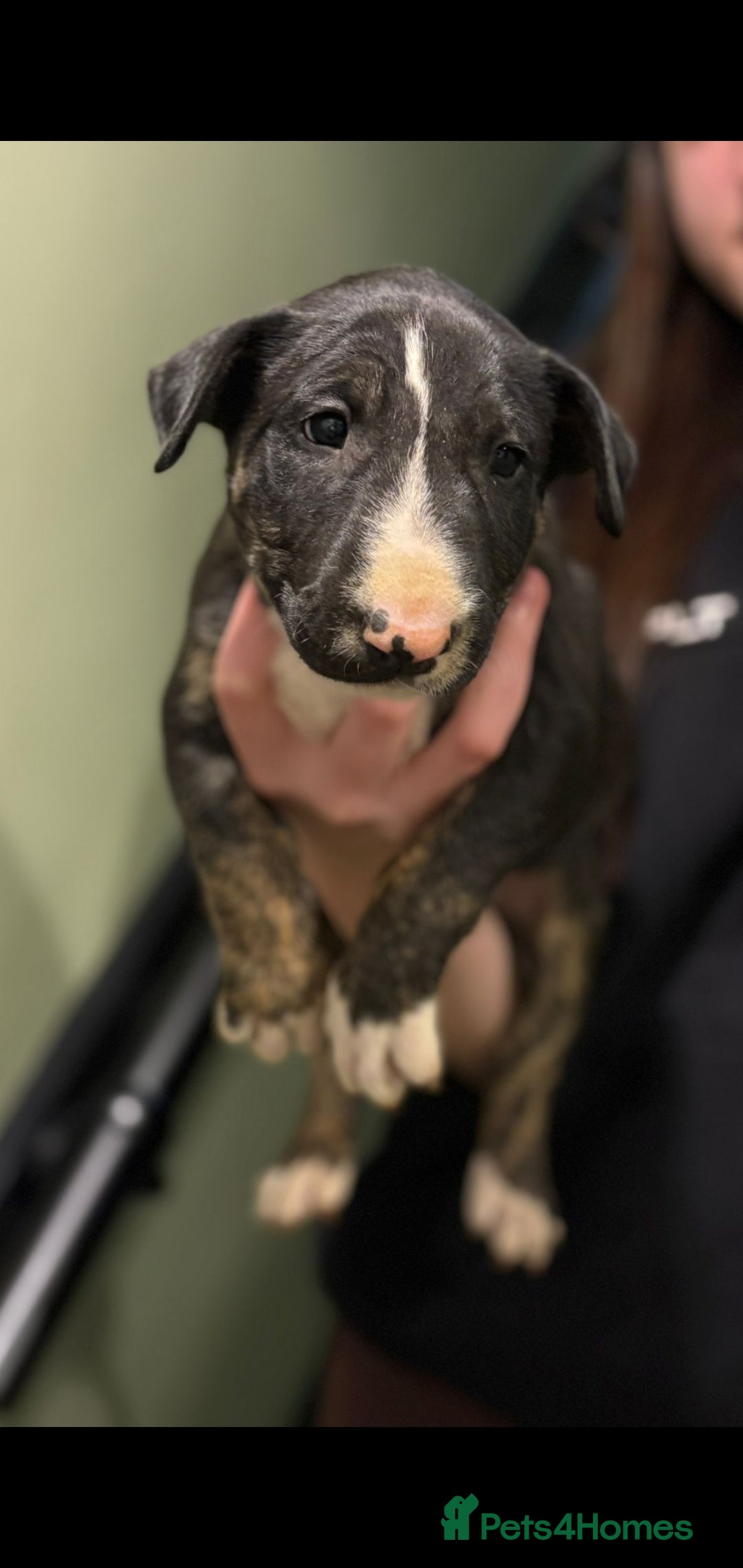 Bull Terrier dogs for sale: 💥 ENGLISH BULL TERRIERS   💥 - Image 19