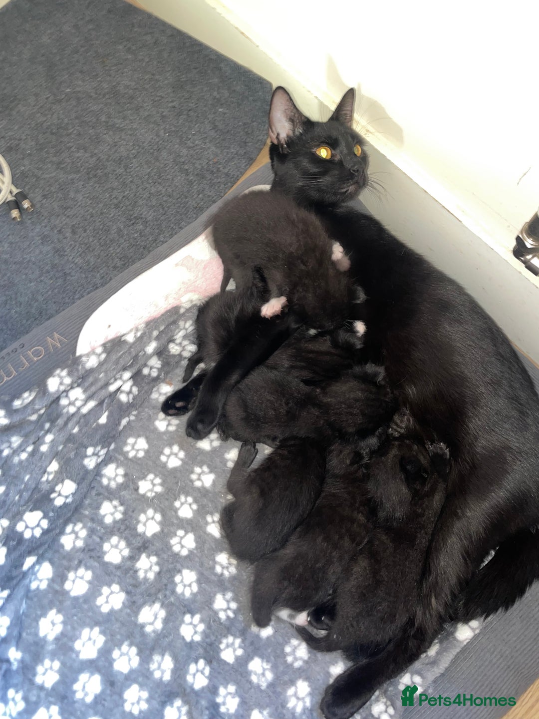 Mixed Breed cats for sale: Adorable 5 mixed breed kitties  - Advert 7