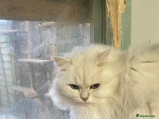 Persian cats Two Adult Female Persians for sale! - Advert 2