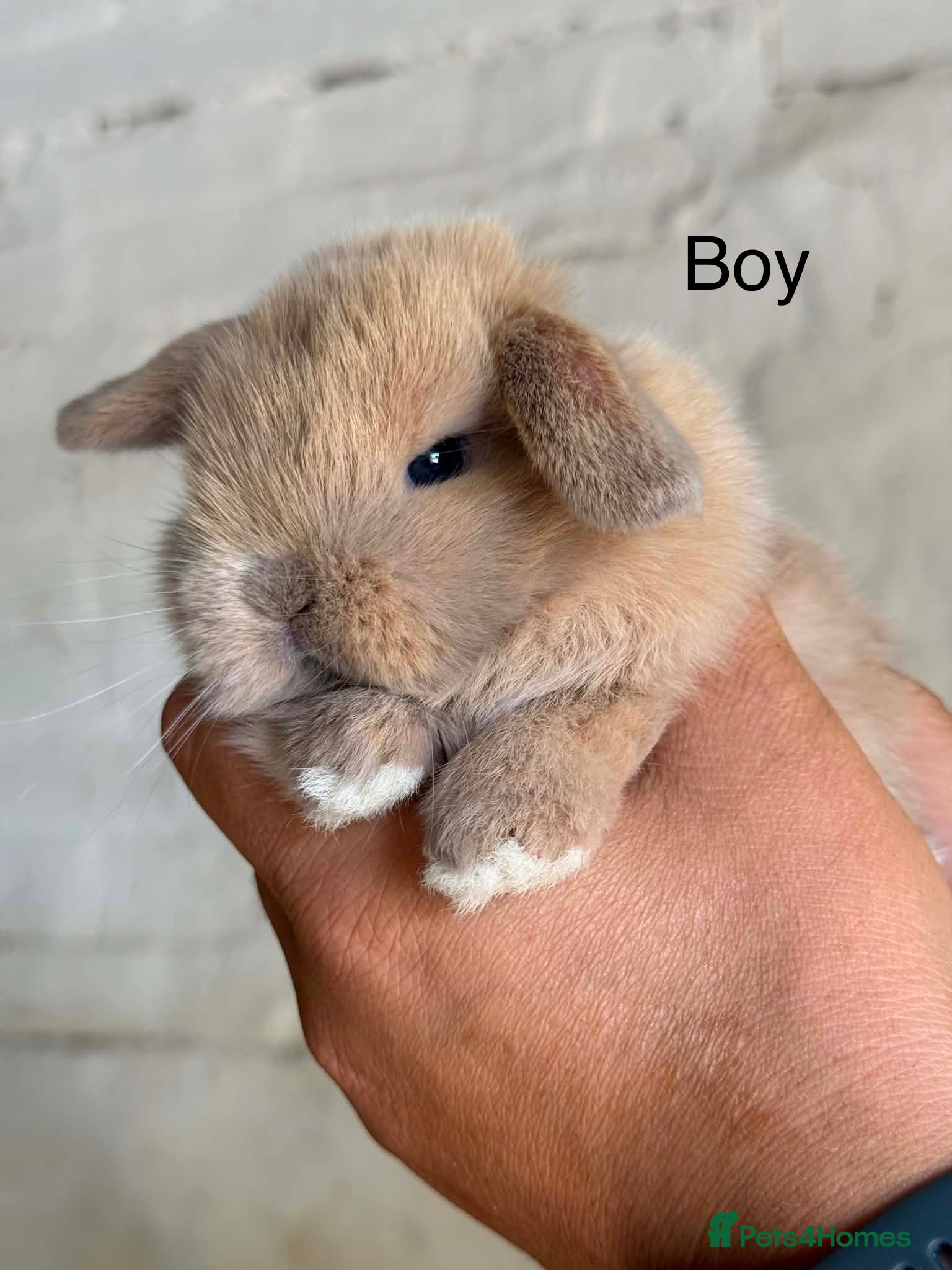 Mini Lop rabbits Stunning Mini Lops ready to leave now  - Advert 1