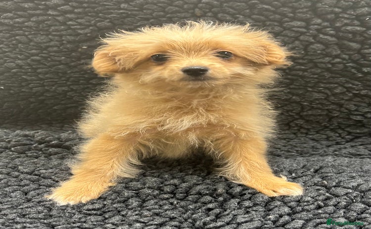 Pomapoo dogs - Advert 1