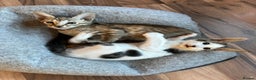 Mixed Breed cats for sale: Crossed Between Oriental short hair & White Bengal - Advert 17