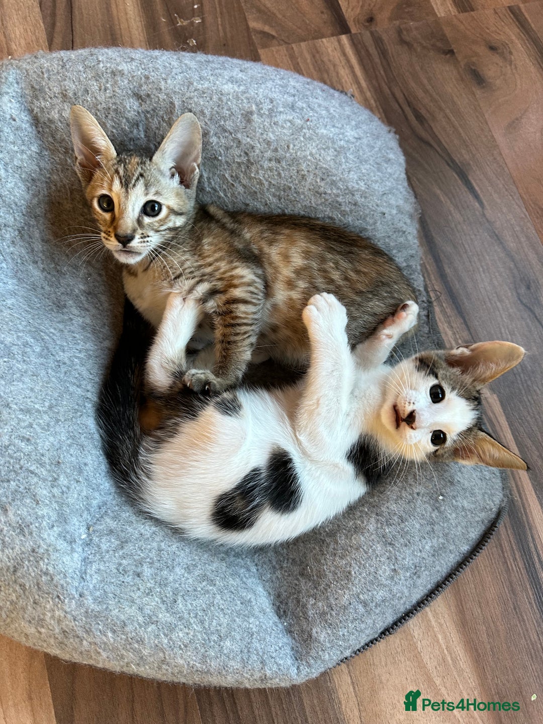 Mixed Breed cats for sale: Crossed Between Oriental short hair & White Bengal - Advert 17