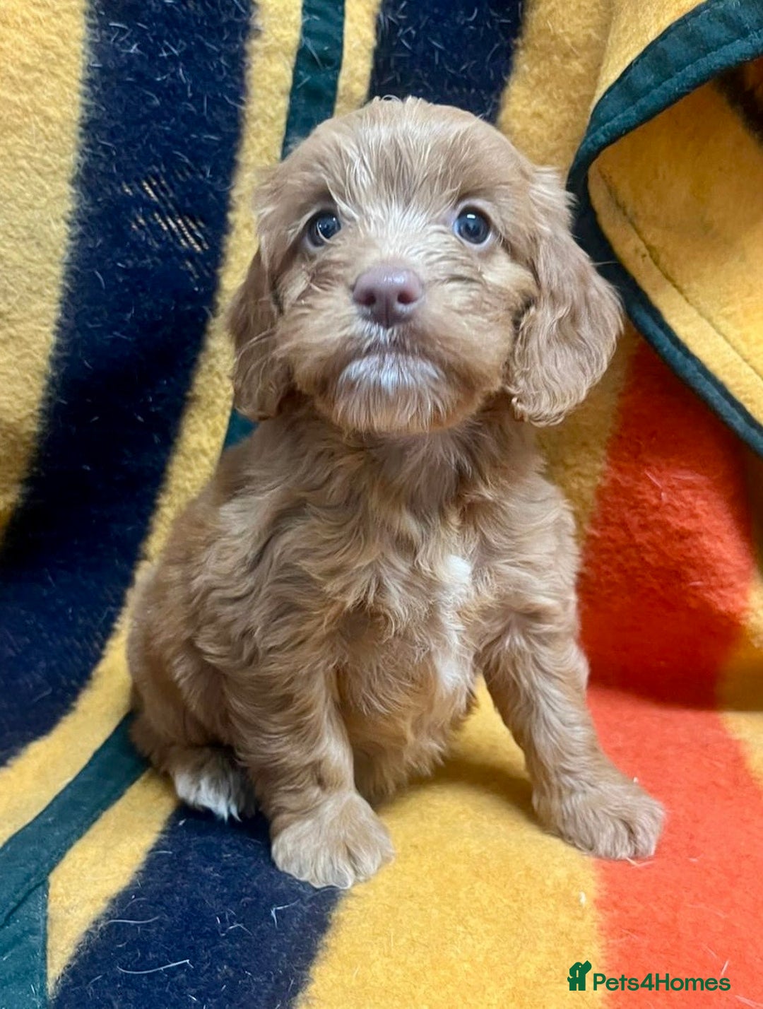 Cockapoo dogs for sale: F1 Cockapoo Puppies.  - Image 4