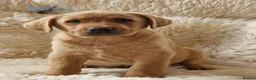 Labrador Retriever dogs for sale: 🐕🐕 6 adorable old English Labrador puppys 🐕🐕 - Advert 5