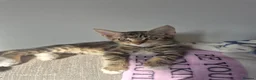 Mixed Breed cats for sale: Kitten ready now - Advert 2