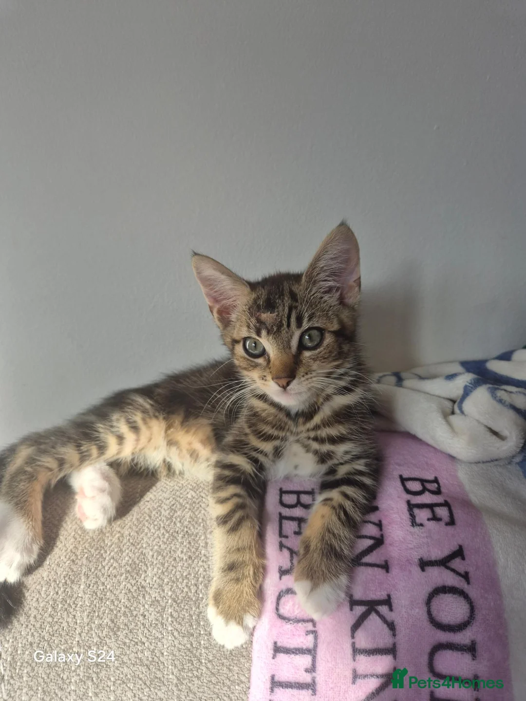 Mixed Breed cats for sale: Kitten ready now - Advert 2