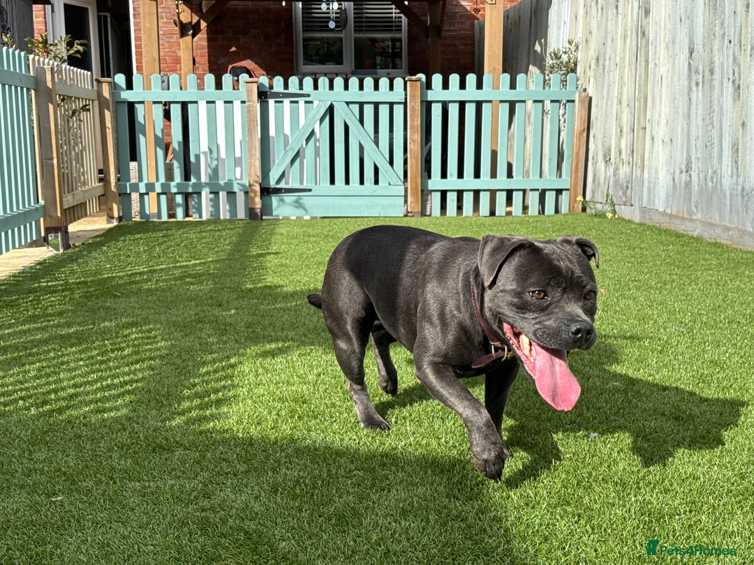 Staffordshire Bull Terrier dogs for sale: BLUE STAFFORDSHIRE BULL TERRIER BITCH  - Advert 10