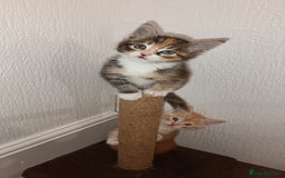 Maine Coon cats for sale: Mainecoon kittens  - Image 14