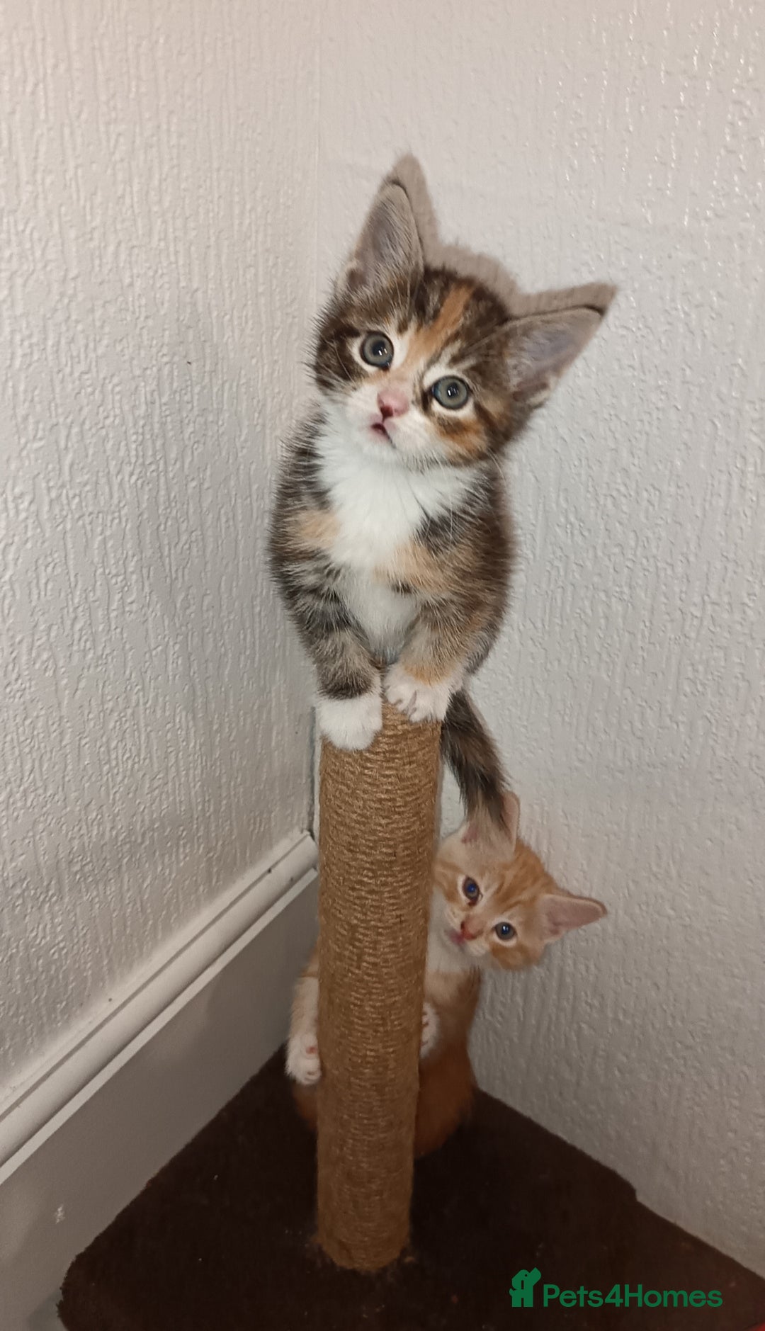 Maine Coon cats for sale: Mainecoon kittens  - Image 14