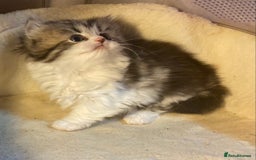 Munchkin cats for sale: Full Pedigree Munchkin Kittens  - Image 15