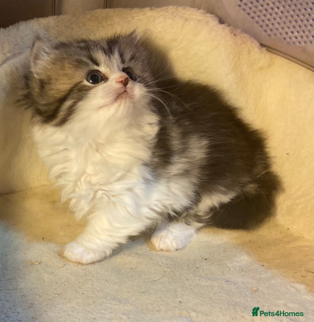 Munchkin cats for sale: Full Pedigree Munchkin Kittens  - Image 15