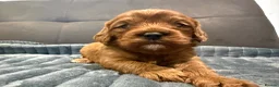 Cavapoo dogs for sale: Cavapoo puppies,health tested parents 5* licensed  - Advert 9