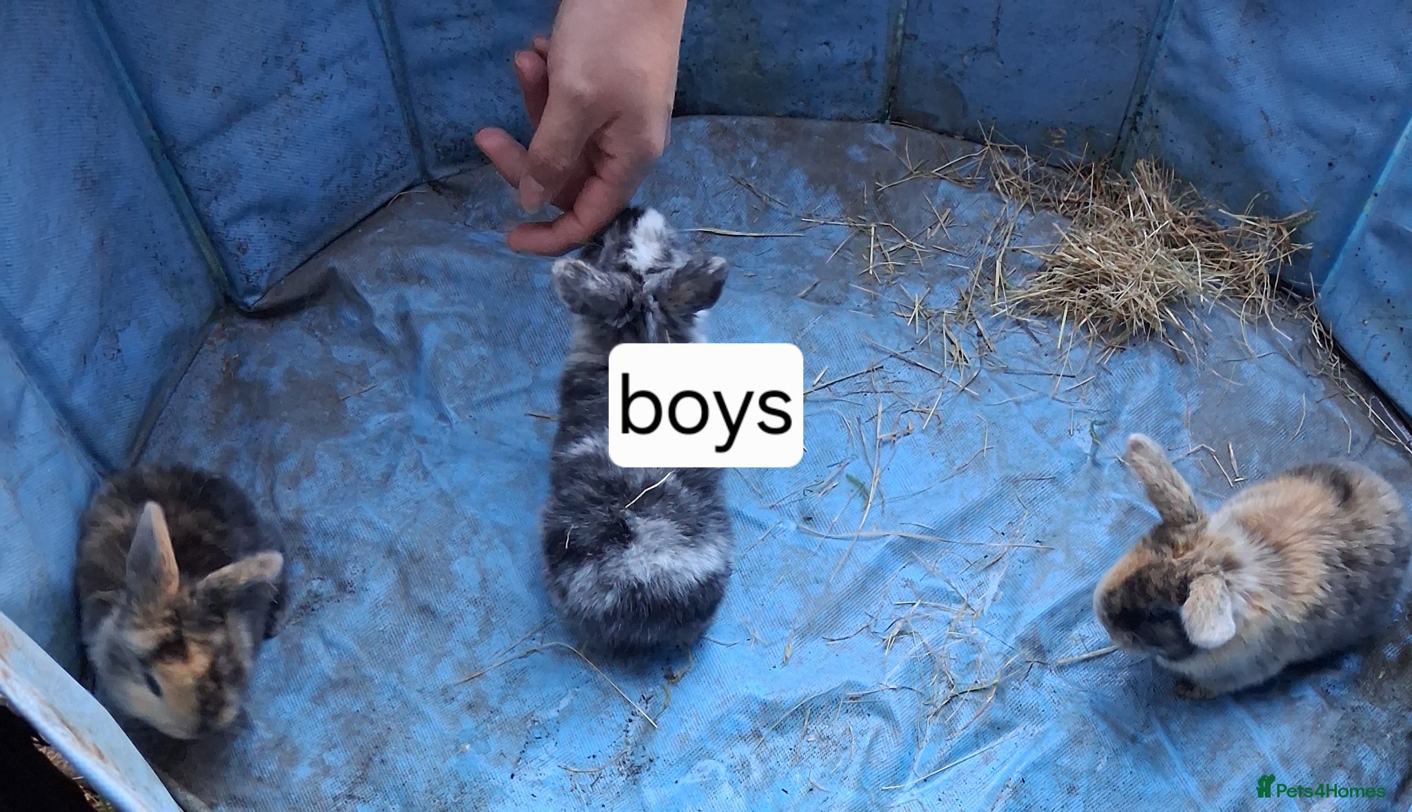 Mini Lop rabbits Baby kits (rabbits) - Advert 6