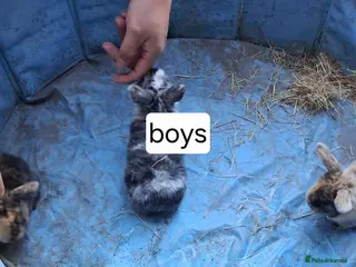 Mini Lop rabbits Baby kits (rabbits) - Advert 4
