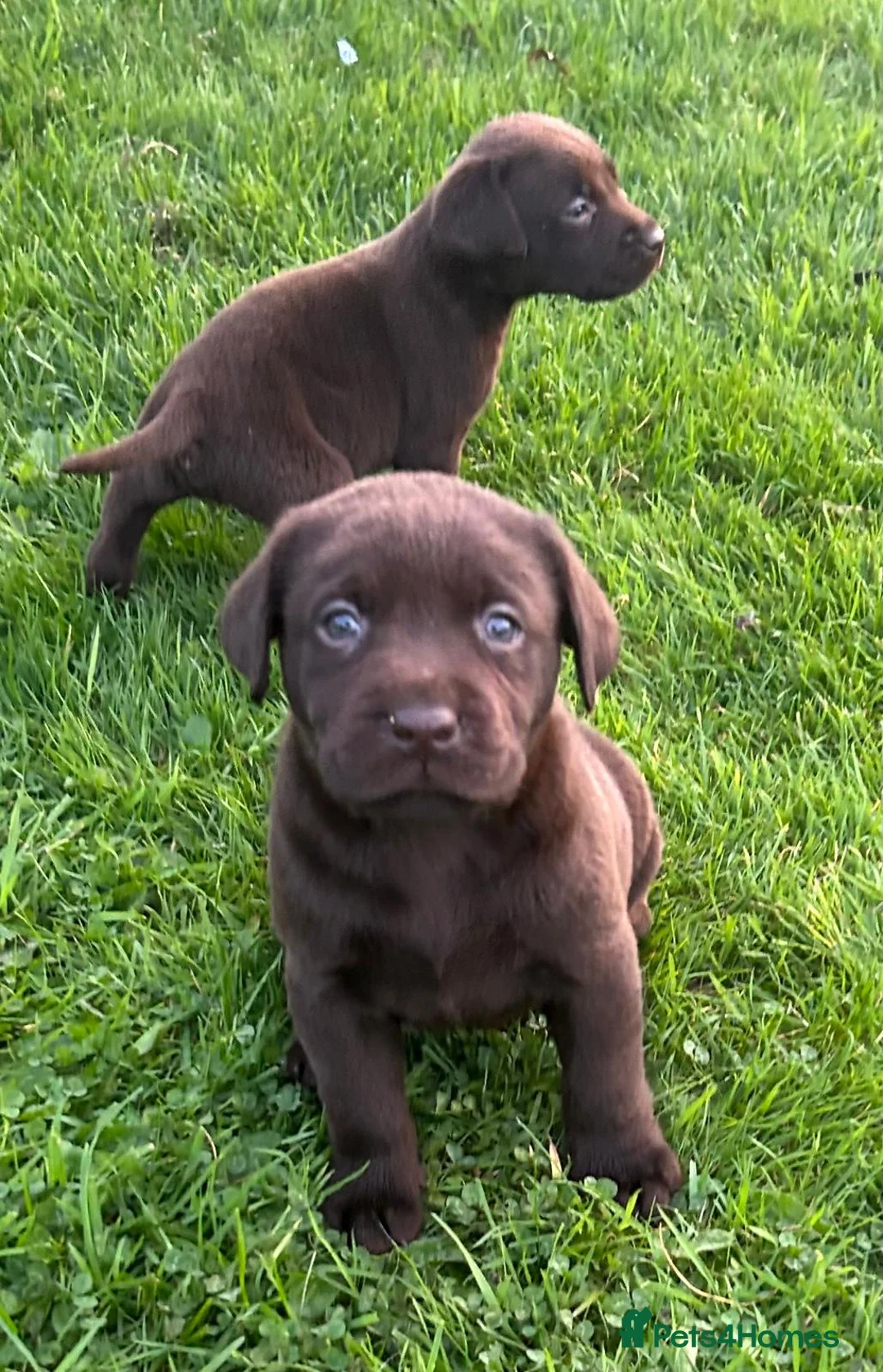 Labrador Retriever dogs for sale: Outstanding health tested Chocolate Labradors  - Advert 11