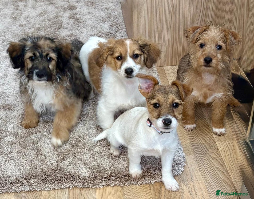 Jack Russell dogs for sale: Jack Russell Puppies… - Advert 5