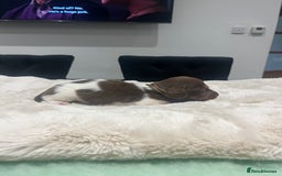 Dachshund dogs for sale: Tiny long haired piebald dachshunds for sale ! - Image 21