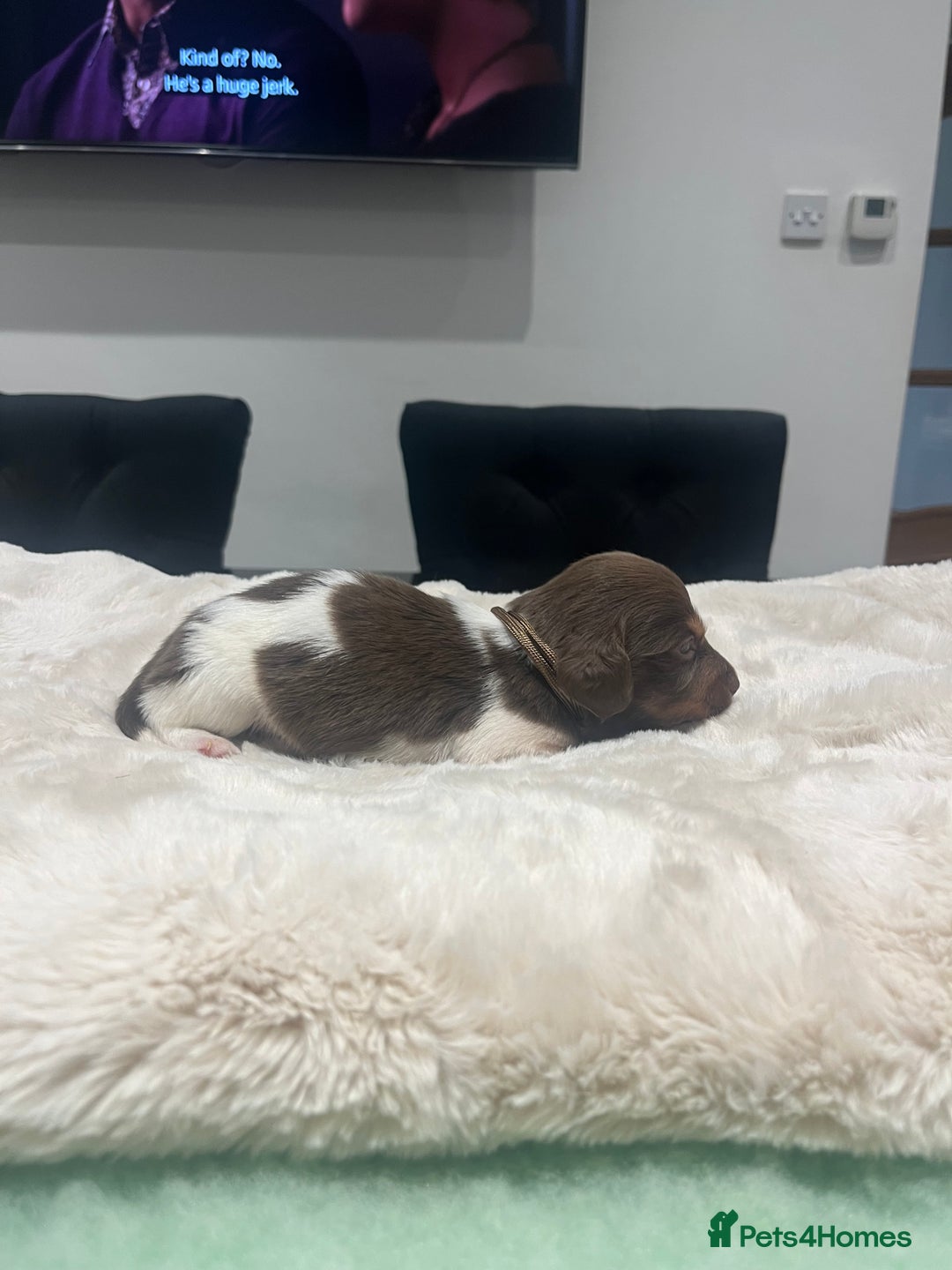 Dachshund dogs for sale: Tiny long haired piebald dachshunds for sale ! - Image 21